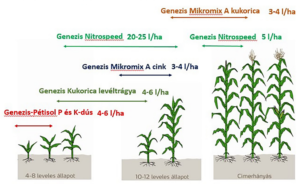 Csemegekukorica lombtrágyázás