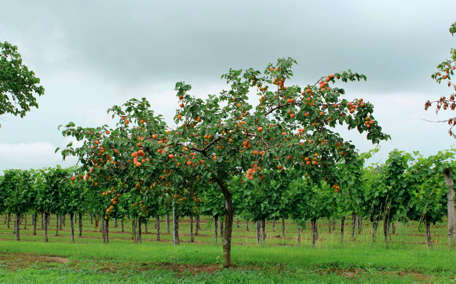 Hasznos tanácsok gyümölcsfák tavaszi telepítéséhez