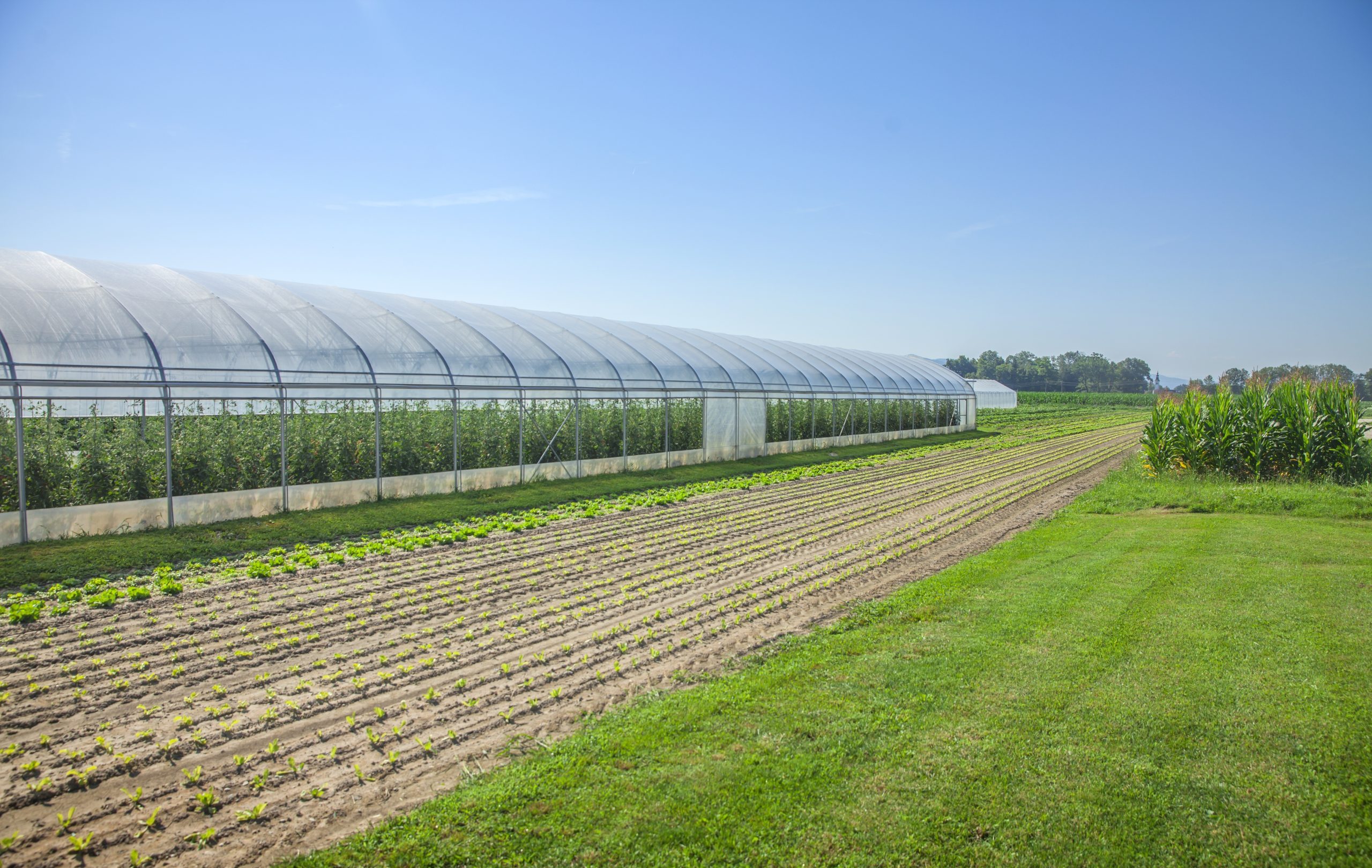 Genezis termékek a fóliasátor alatt