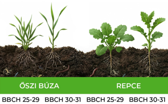 Fejtrágyázza idejében az őszi búzát és a repcét!