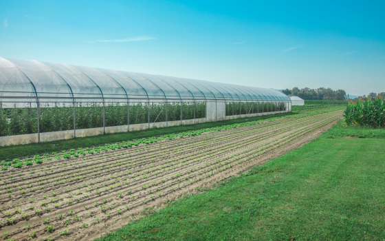 Genezis termékek a fóliasátor alatt