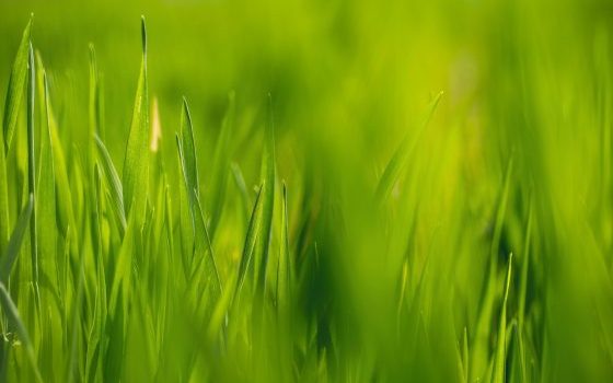 A szomszéd kertje mindig zöldebb?