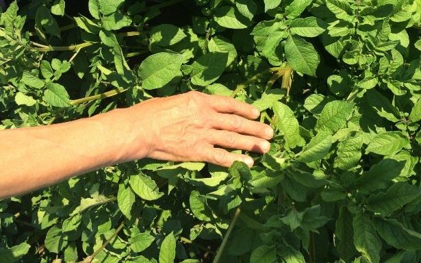 Burgonya műtrágyázási technológiák Genezis termékekkel