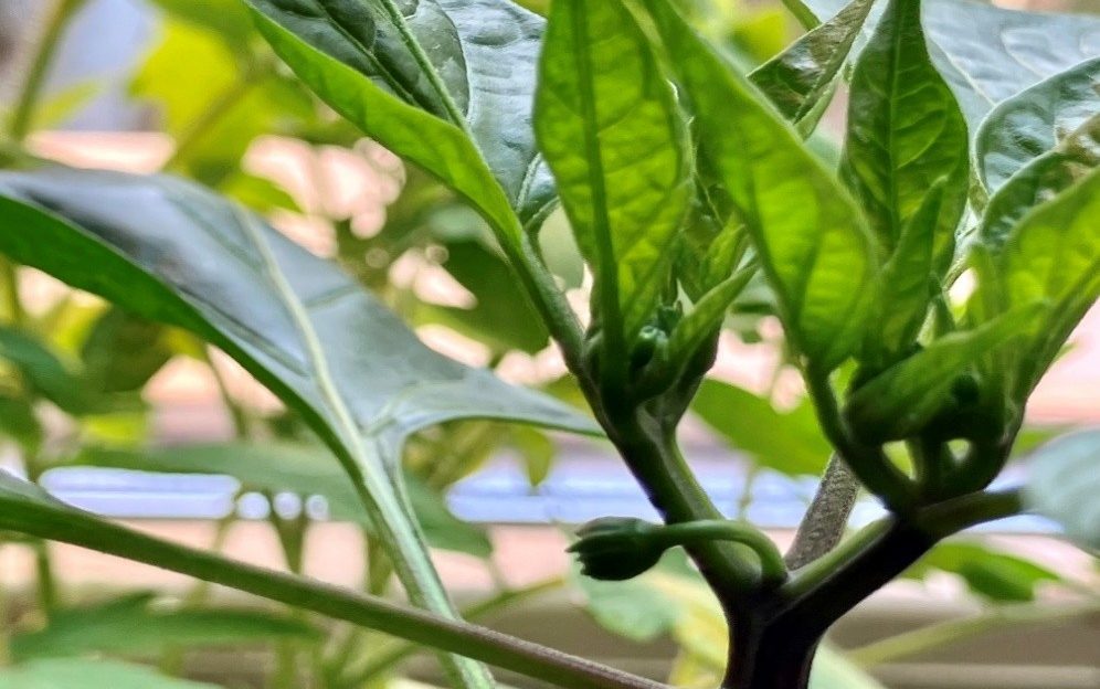 Paradicsom, paprika, padlizsán palánták kiültetése.