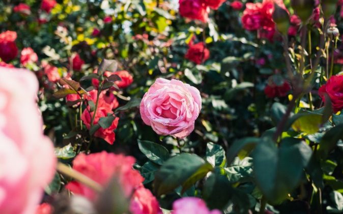 Aki a virágot szereti, rossz ember nem lehet!