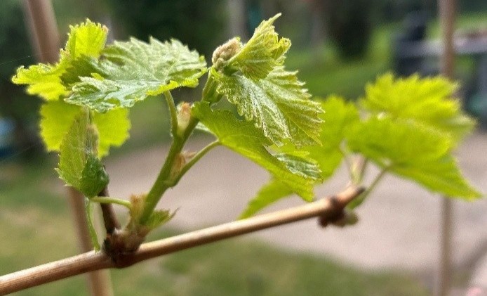 Szőlővel kapcsolatos teendők tavasszal